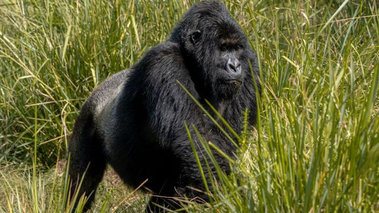 gorilla safari